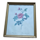 Lithographie de planche botanique de PJ Redouté rose Centfeuille Cristata