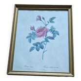 Lithograph of botanical plate by PJ Redouté rose Centfeuille Cristata