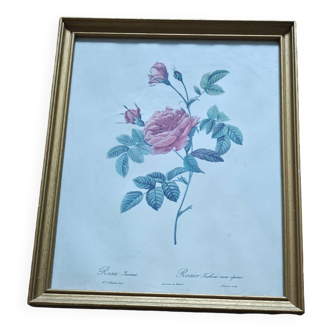 Lithograph of botanical plate by PJ Redouté rose Centfeuille Cristata