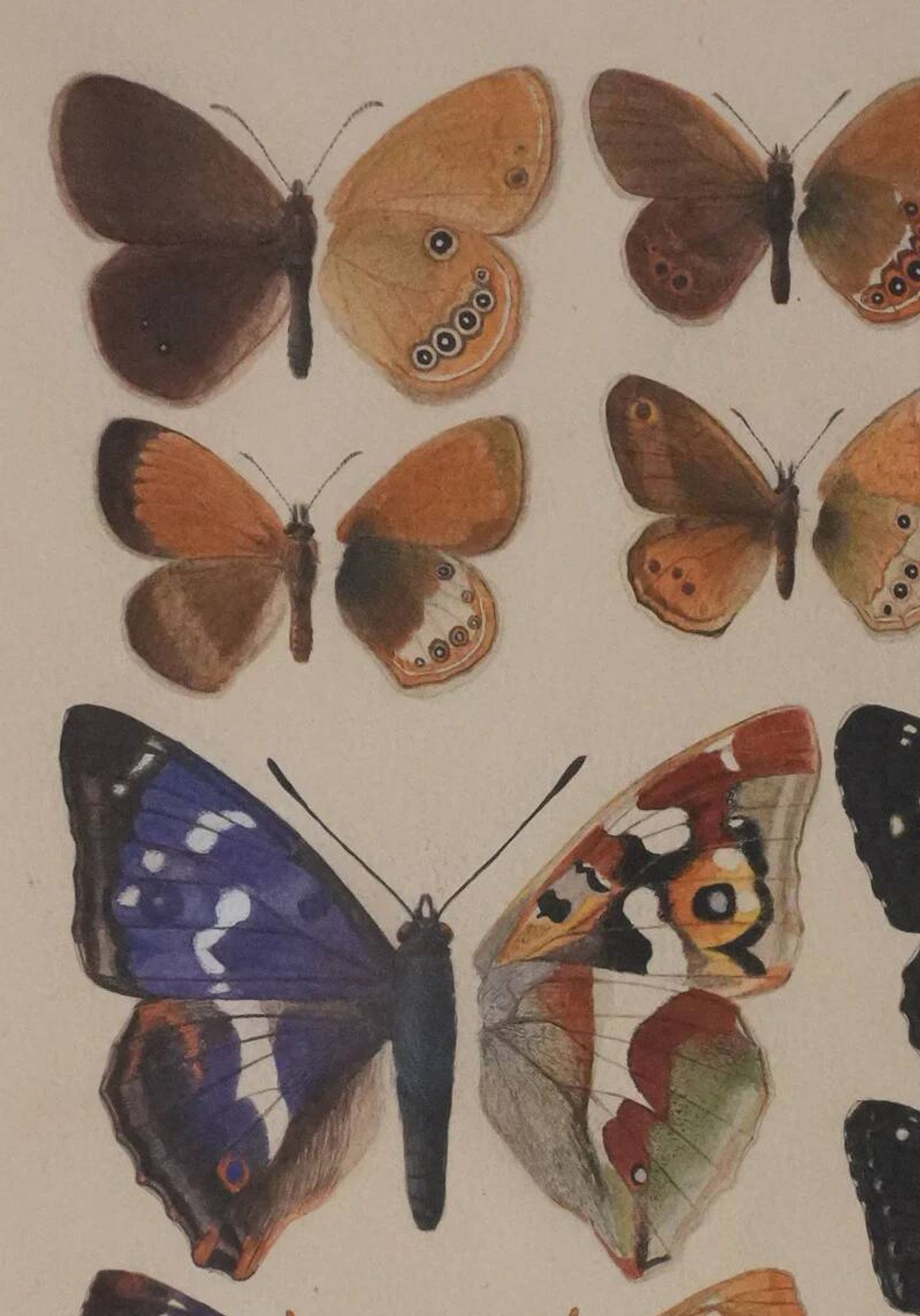 Roger metaye : papillons marrons et violets, aquarelle originale signée
