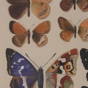 Roger metaye : papillons marrons et violets, aquarelle originale signée