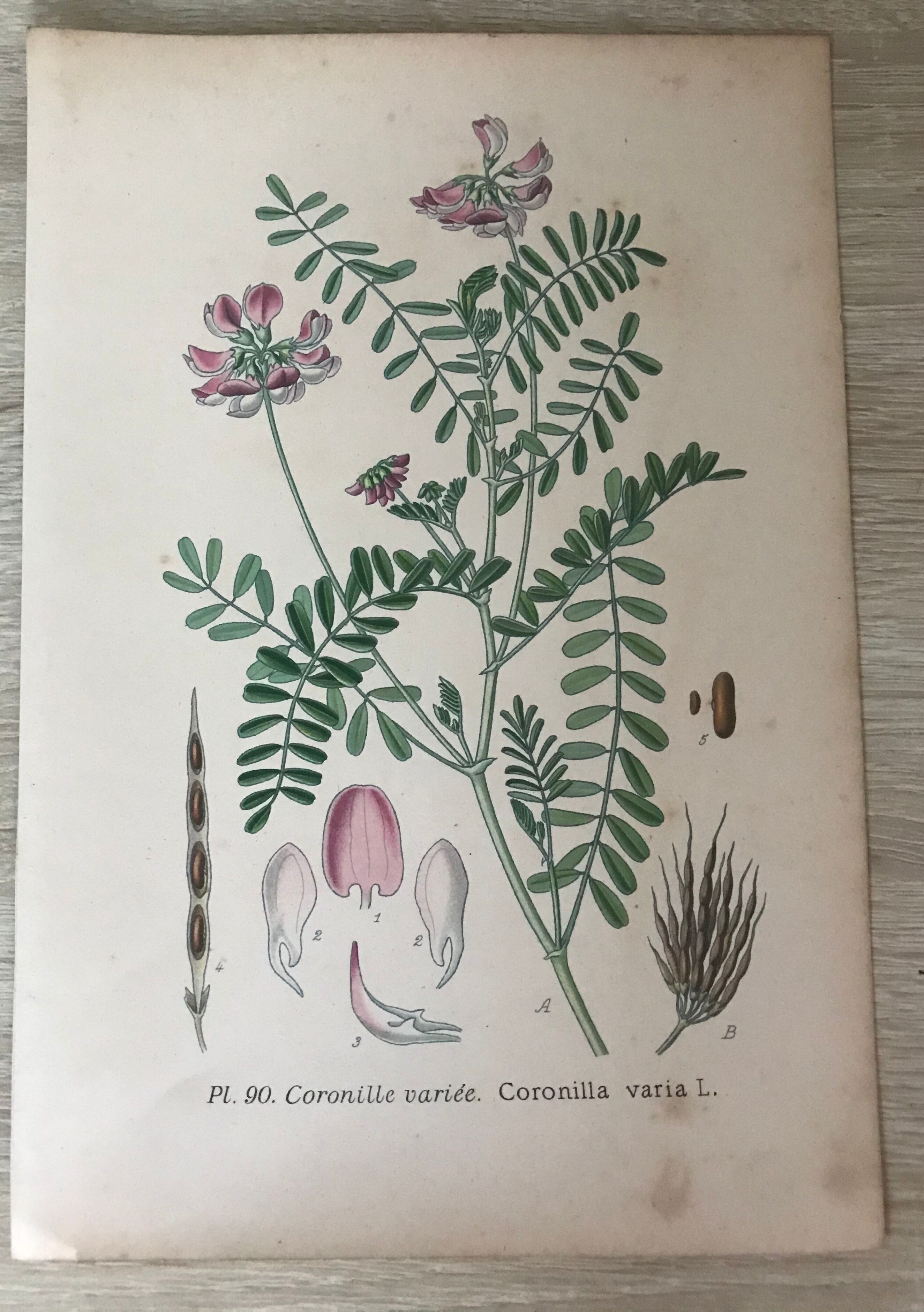 Planches botaniques de fleurs roses 1891