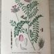 Planches botaniques de fleurs roses 1891