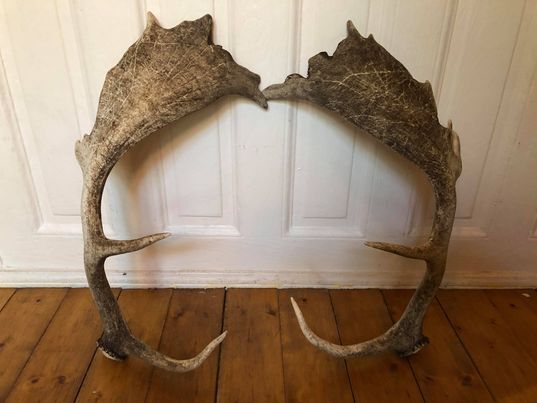 Paire de bois de cerf