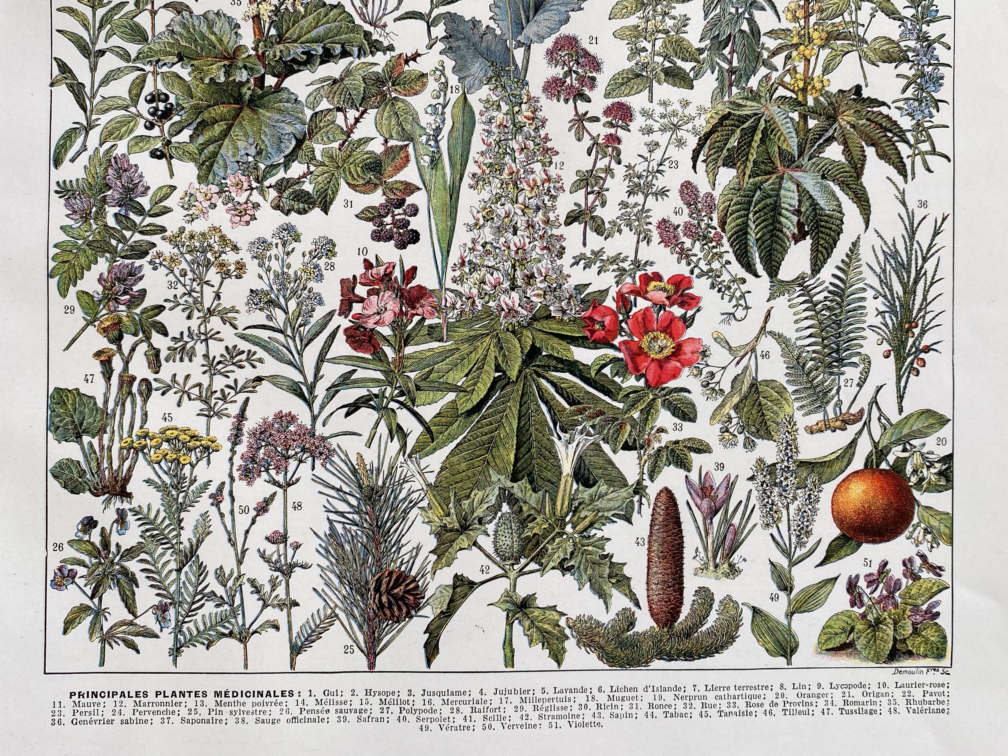 Ancient illustration "medicinal plants"