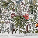 Ancient illustration "medicinal plants"