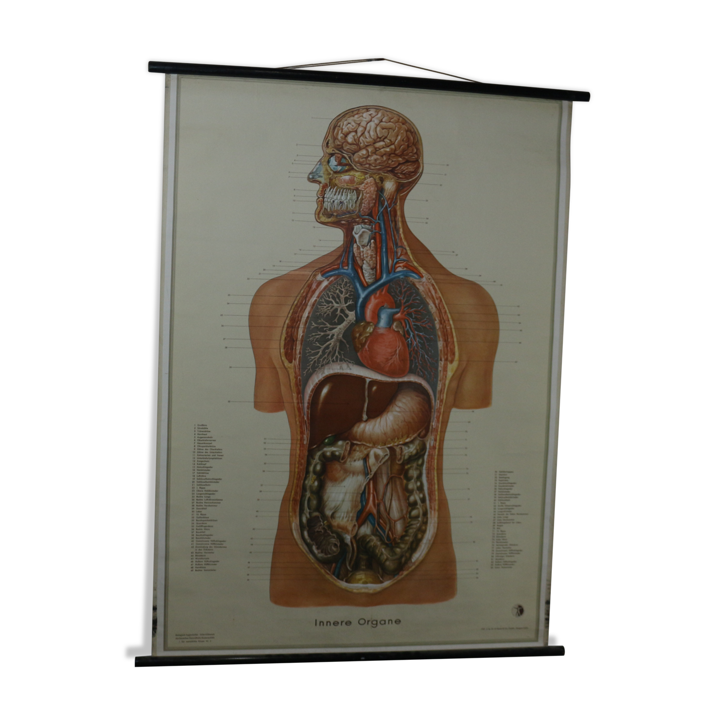 Anatomical school poster
