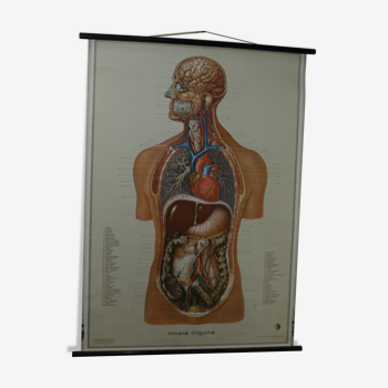 Anatomical school poster