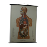 Anatomical school poster