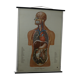 Anatomical school poster
