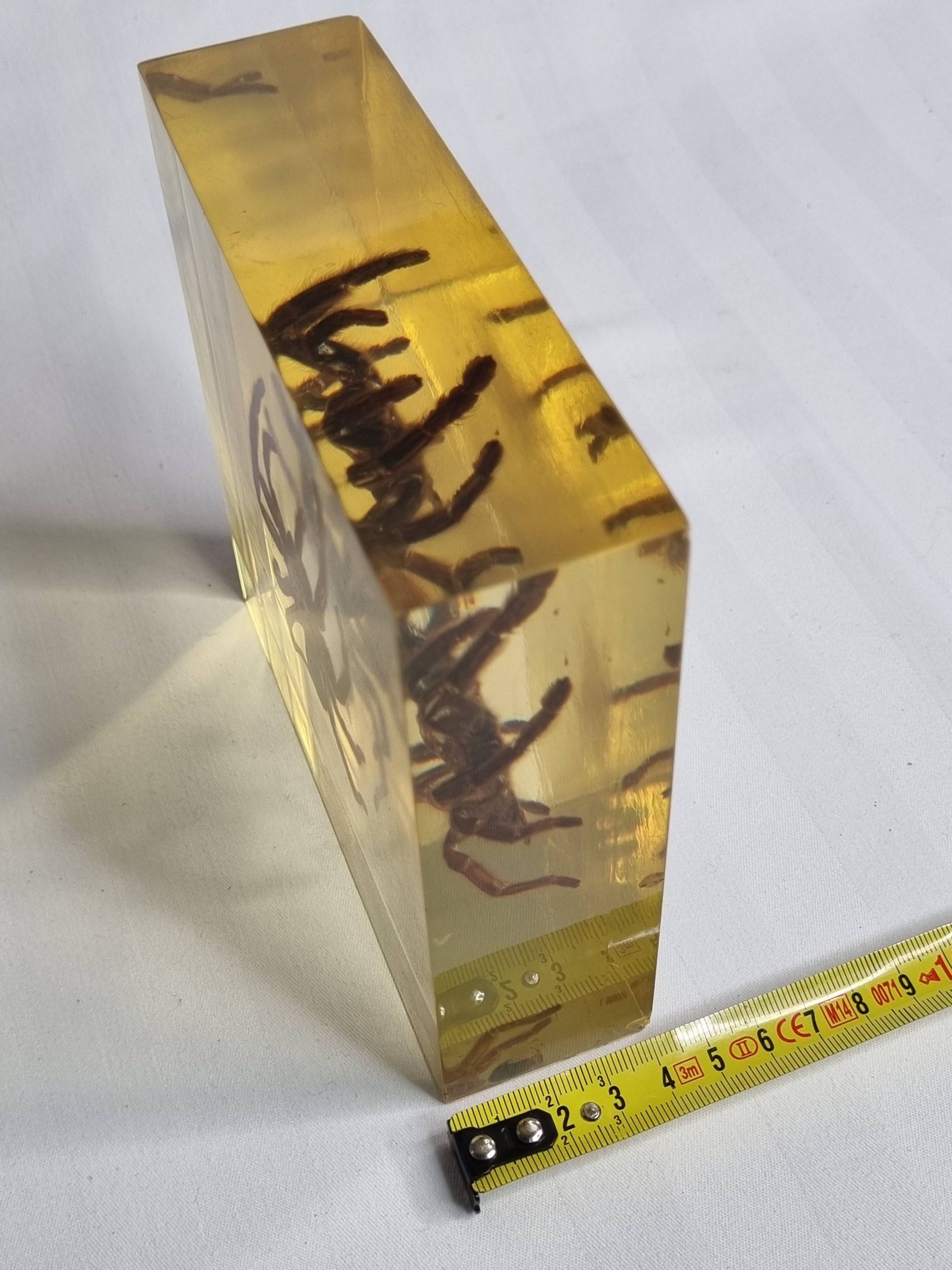 Inclusion of vintage naturalist, tarantula in taxidermy