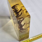 Inclusion of vintage naturalist, tarantula in taxidermy