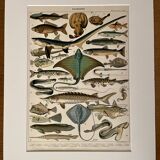 Lithograph on fish (stud) - 1900