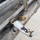 Old wooden shutter blinds