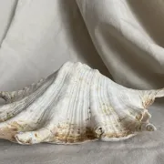 Grand coquillage Lambis à 7 doigts