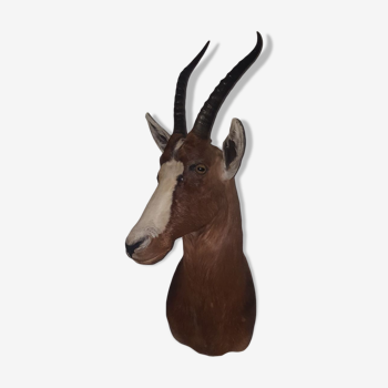African antelope head