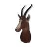 African antelope head