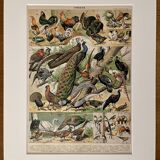 Lithograph on birds (ostrich) - 1900