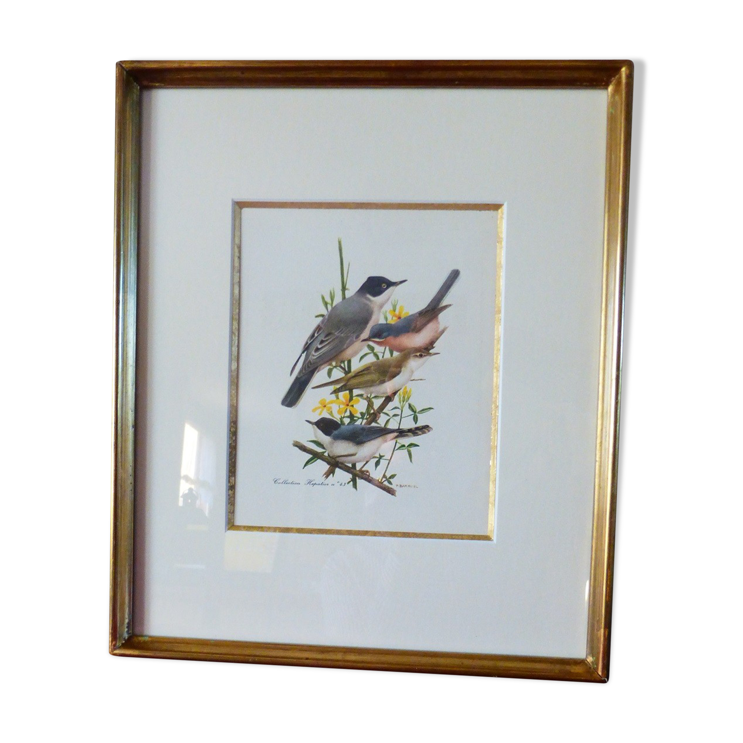 Bird - collection Hepatior N ° 43