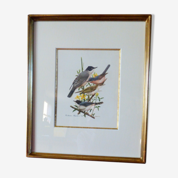 Oiseaux - collection Hepatior N°43