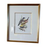 Bird - collection Hepatior N ° 43
