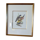Bird - collection Hepatior N ° 43