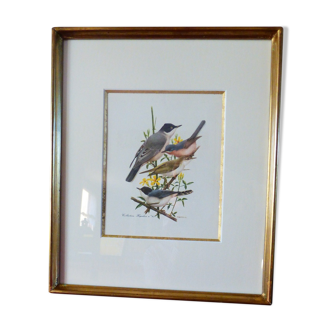 Bird - collection Hepatior N ° 43