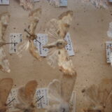 Box collecting butterflies labelled