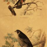 Ornithological board of 1838