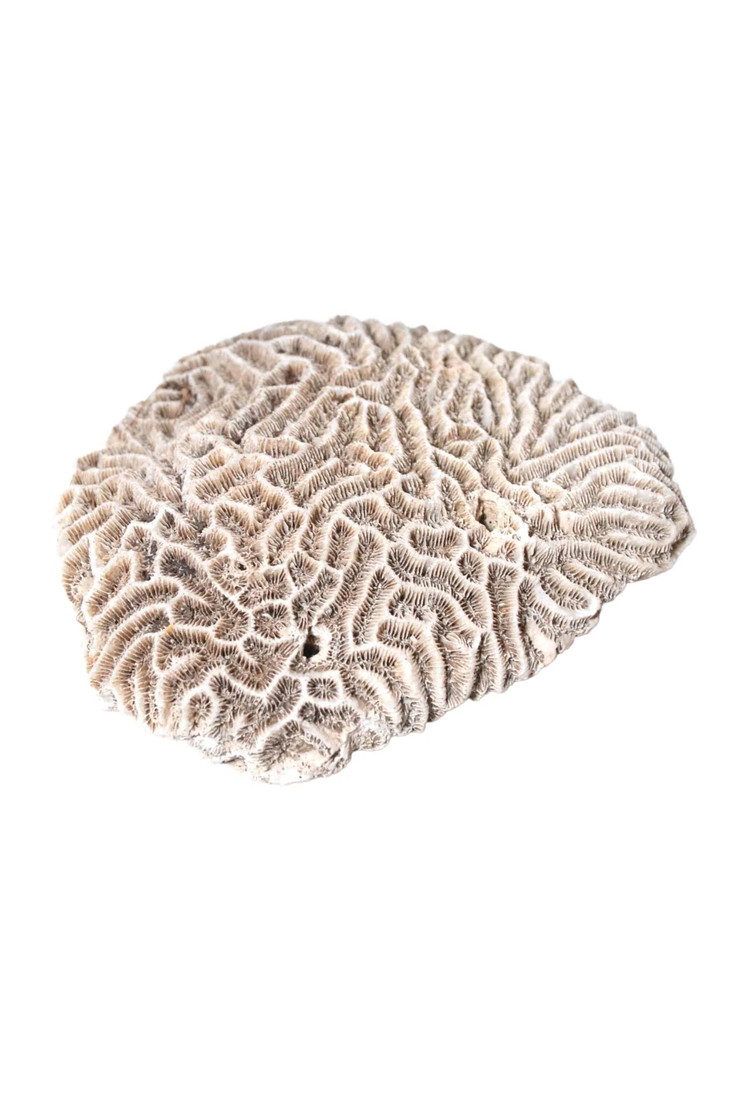 Natural white coral