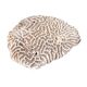 Natural white coral