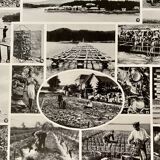 Lithographie sur les mollusques - 1930