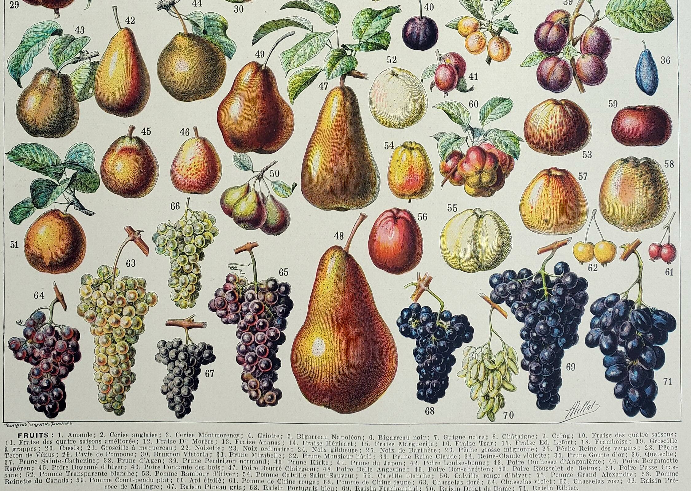 Old engraving 1928, Fruit of our regions, fruit harvest • Lithograph, Original plate