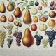Old engraving 1928, Fruit of our regions, fruit harvest • Lithograph, Original plate