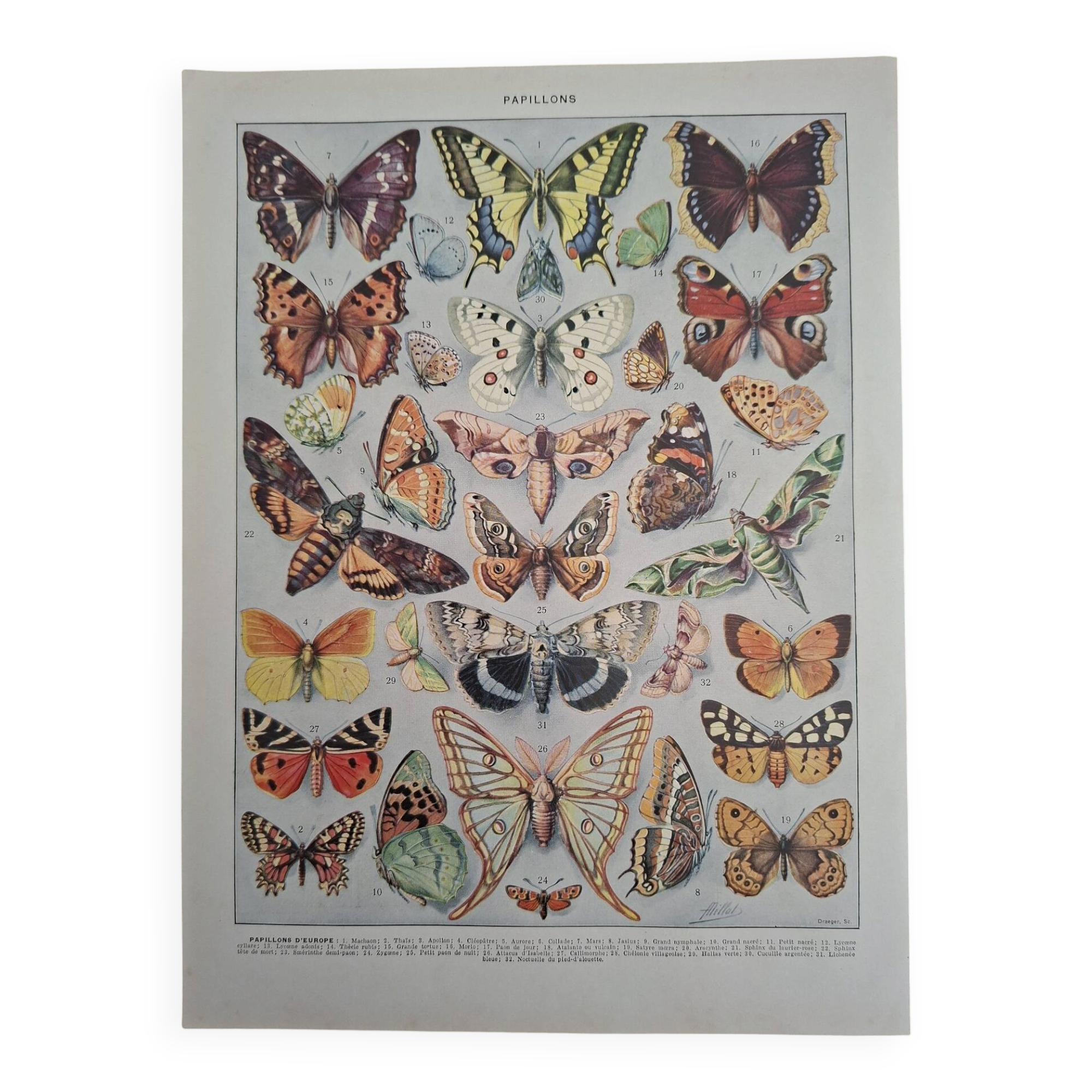 Original plate | Butterflies of Europe 🦋