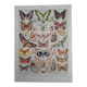 Original plate | Butterflies of Europe 🦋