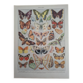 Original plate | Butterflies of Europe 🦋