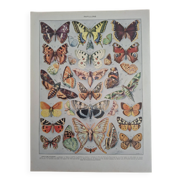 Original plate | Butterflies of Europe 🦋