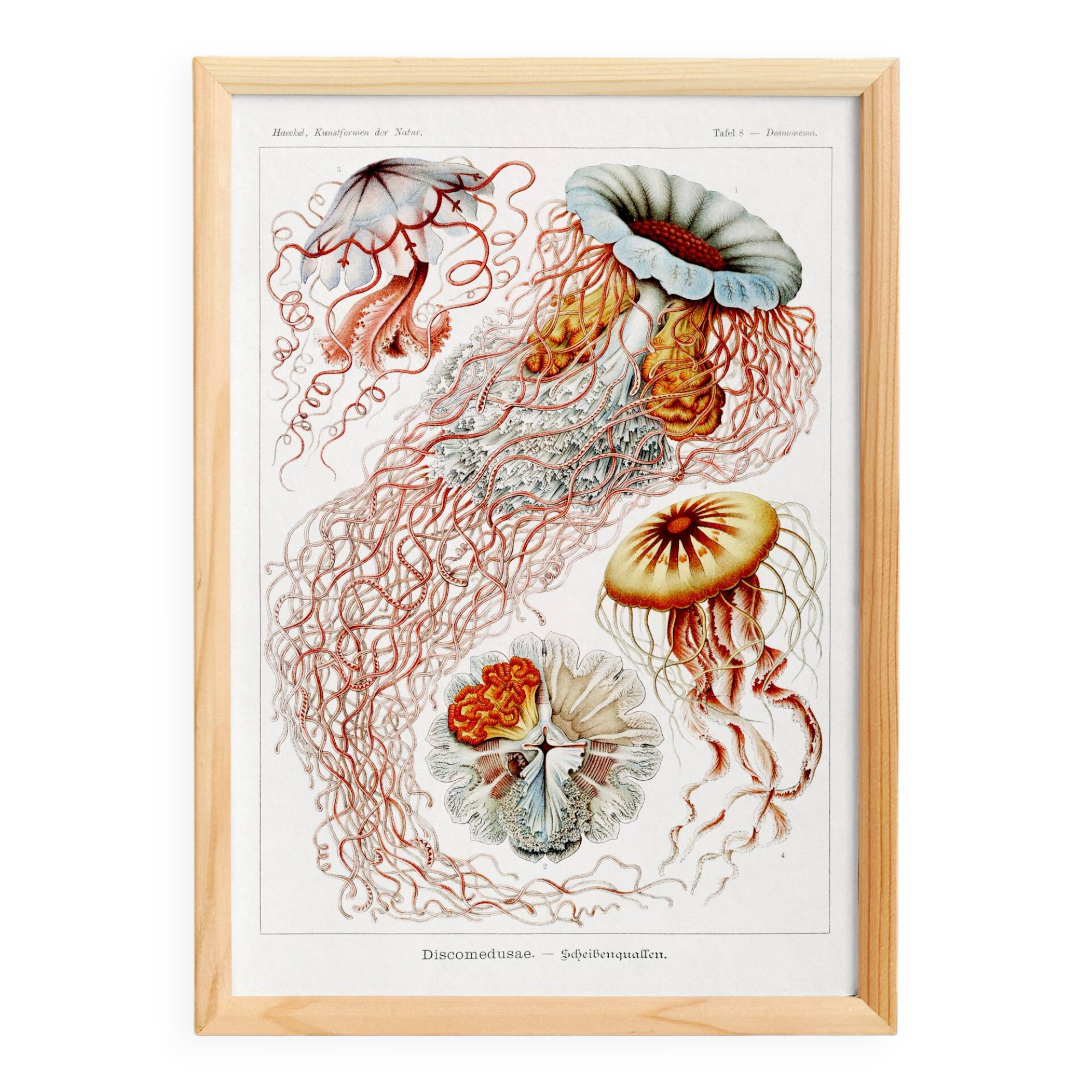 Poster on disc jellyfish, based on an old lithograph from 1904.