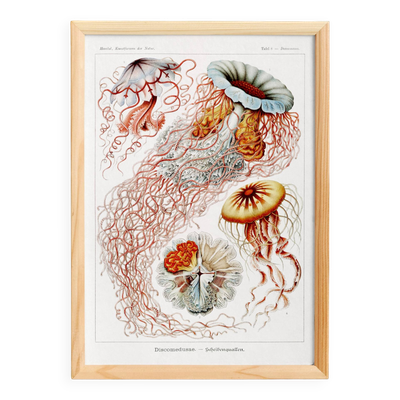 Affiche sur les méduses-disques, d’après une lithographie ancienne de 1904.