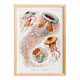 Poster on disc jellyfish, based on an old lithograph from 1904.