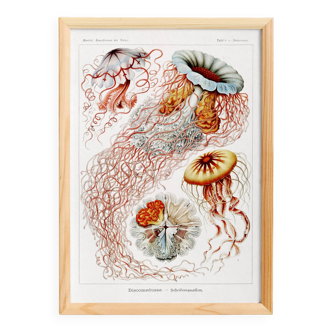 Poster on disc jellyfish, based on an old lithograph from 1904.