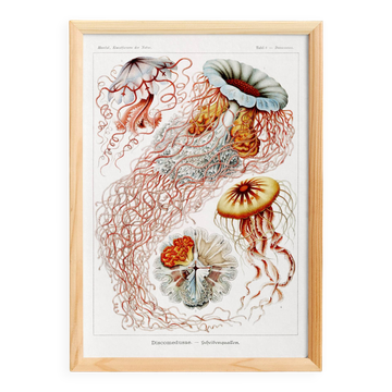 Poster on disc jellyfish, based on an old lithograph from 1904.