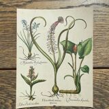 Set of 3 antique flower engravings