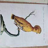 6 bird illustrations