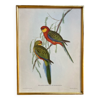 Ornithological frame "Platycercus Icterotis" by J Gould.