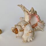 Shell Murex ramosus