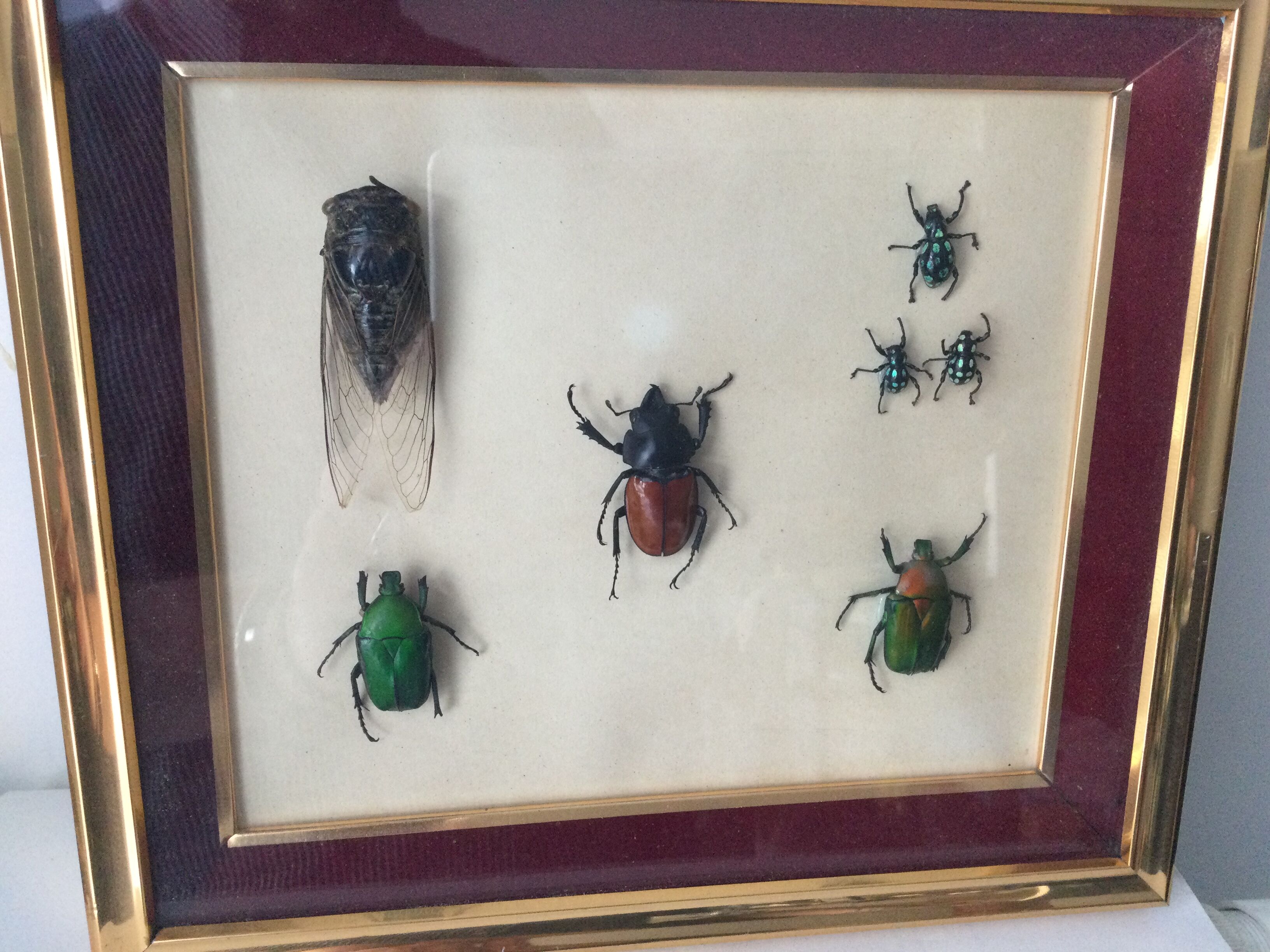 Subframe beetles
