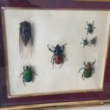 Subframe beetles