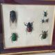 Subframe beetles